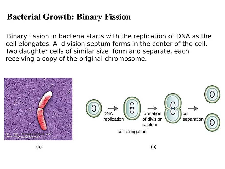Bacterial Growth Requirements - Page 13