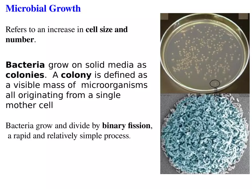 Bacterial Growth Requirements - Page 2