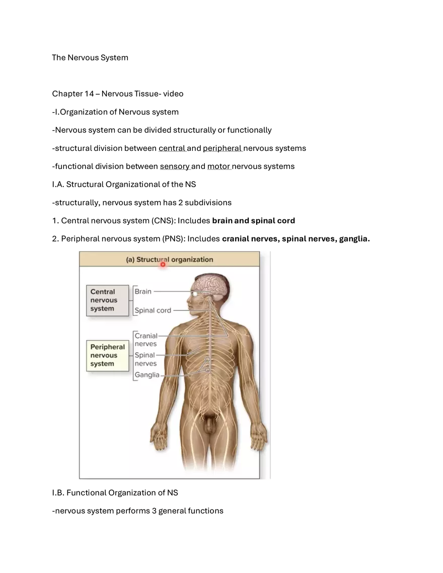 Chapter 14 – Nervous Tissue - Page 1