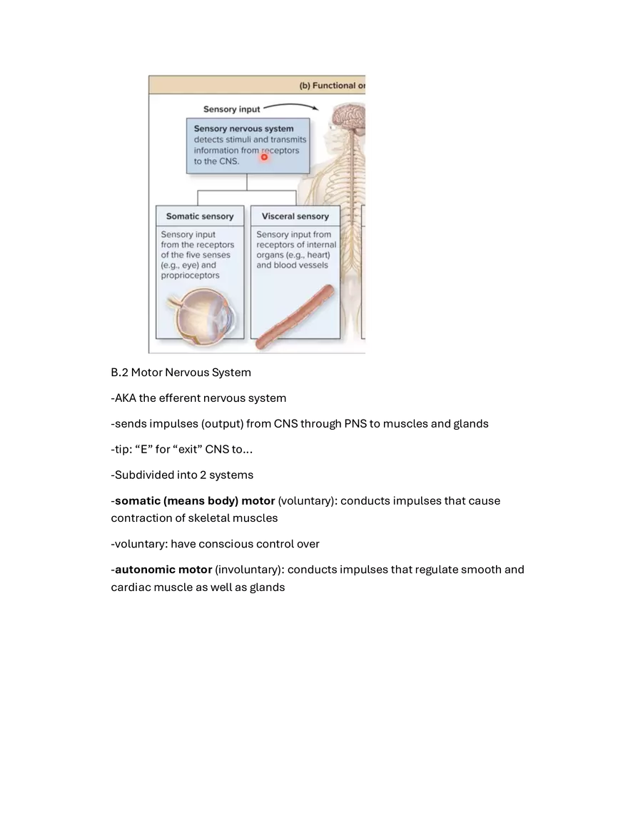 Chapter 14 – Nervous Tissue - Page 3