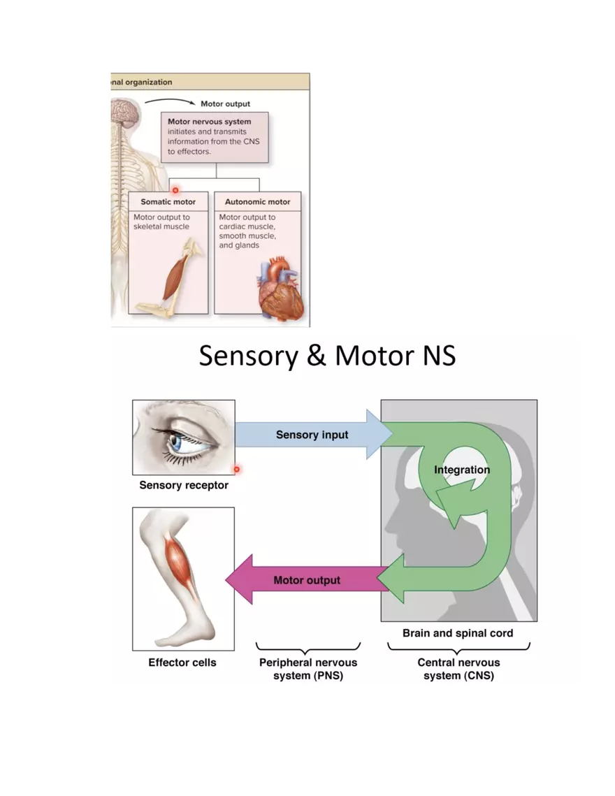 Chapter 14 – Nervous Tissue - Page 4