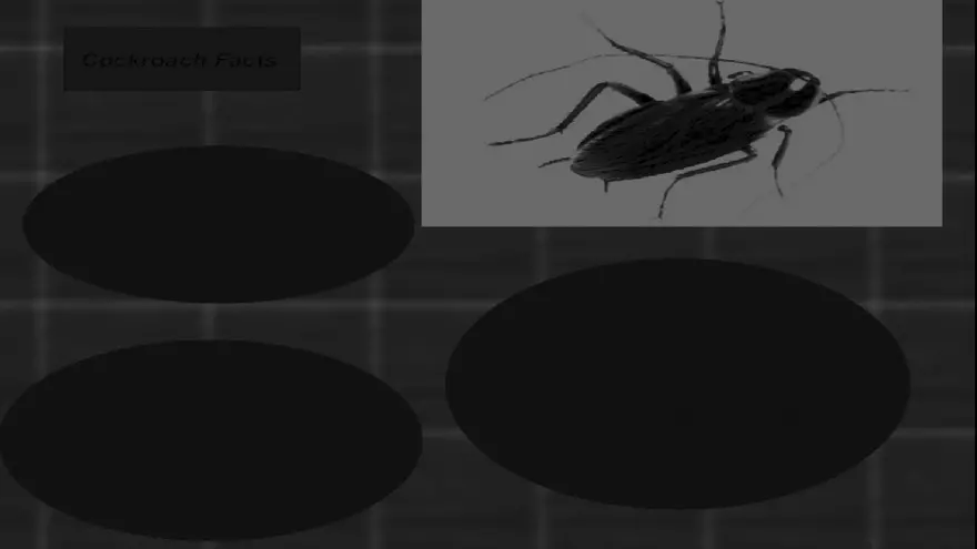 Life Cycle of Cockroach - Page 7