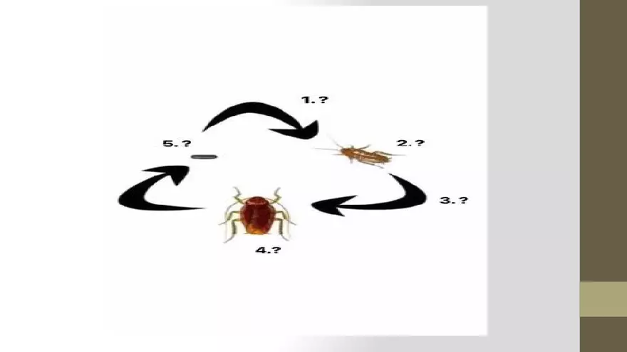 Life Cycle of Cockroach - Page 8