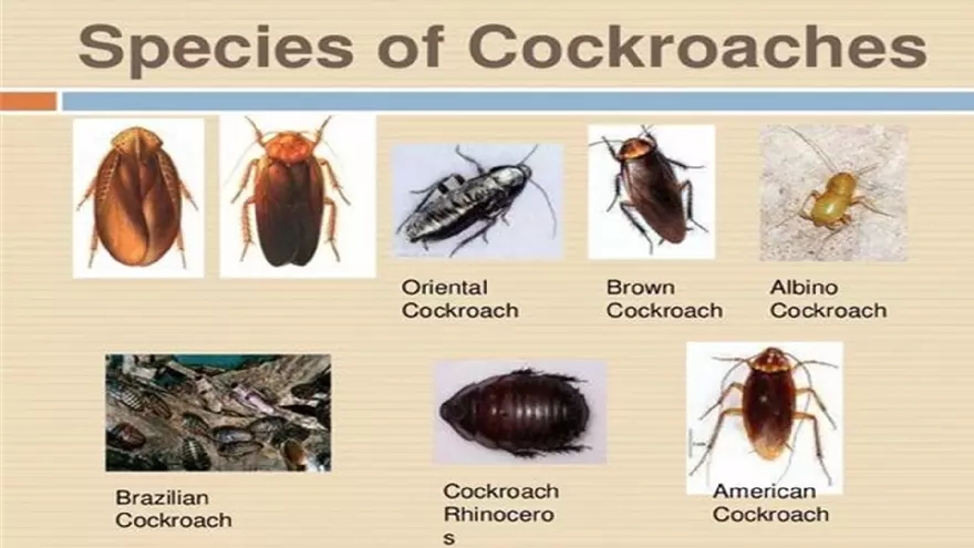 Life Cycle of Cockroach - Page 9