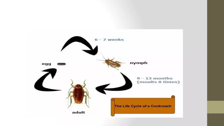 Life Cycle of Cockroach - Page 10