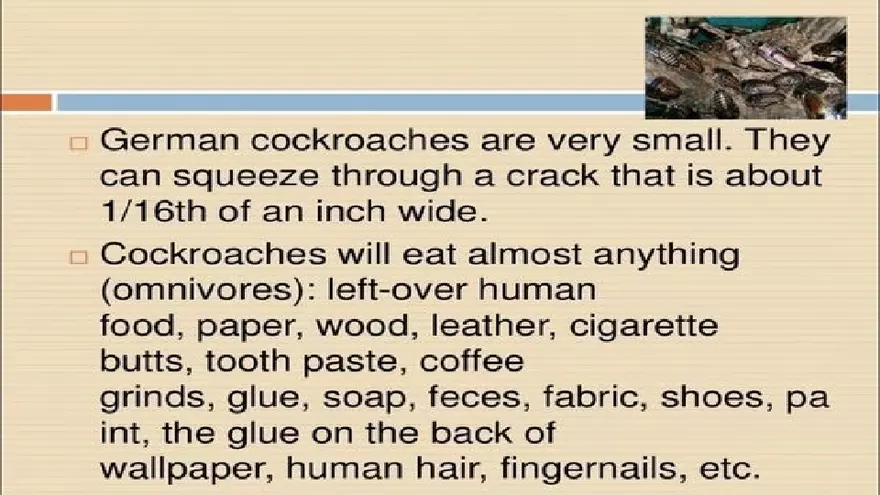 Life Cycle of Cockroach - Page 12