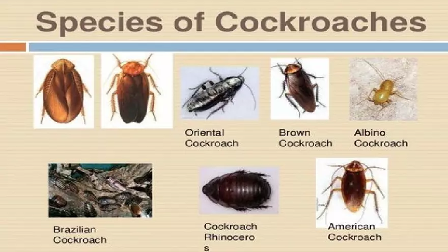 Life Cycle of Cockroach - Page 13