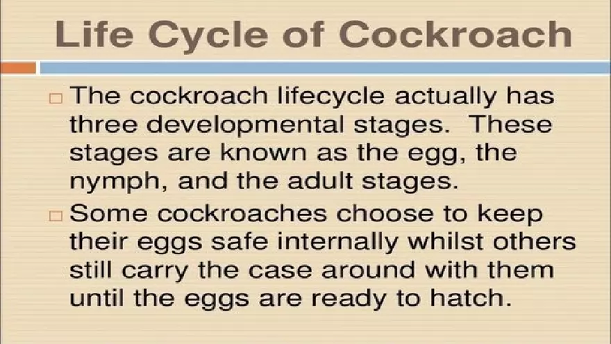 Life Cycle of Cockroach - Page 14