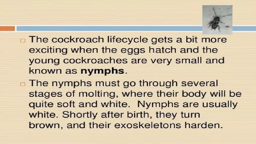 Life Cycle of Cockroach - Page 15