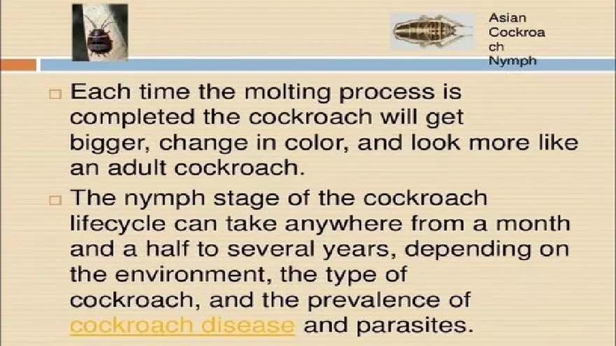 Life Cycle of Cockroach - Page 16