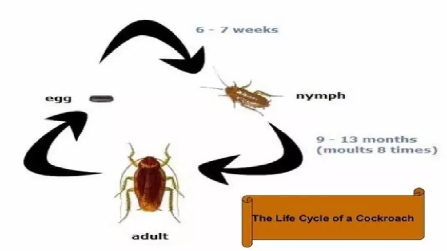 Life Cycle of Cockroach - Page 19
