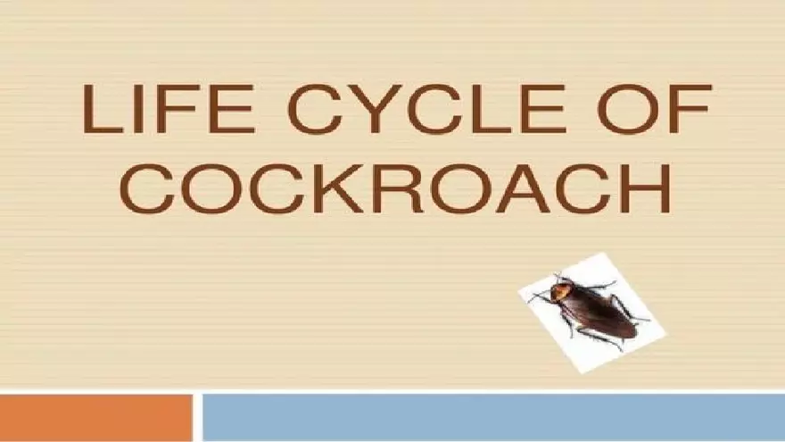 Life Cycle of Cockroach - Page 1