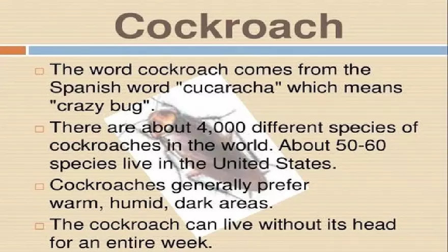 Life Cycle of Cockroach - Page 2