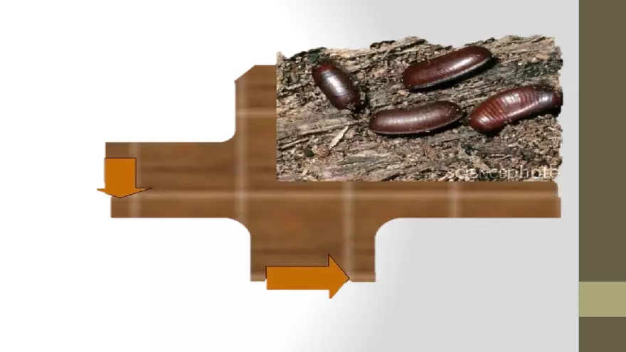 Life Cycle of Cockroach - Page 3