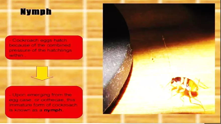 Life Cycle of Cockroach - Page 4