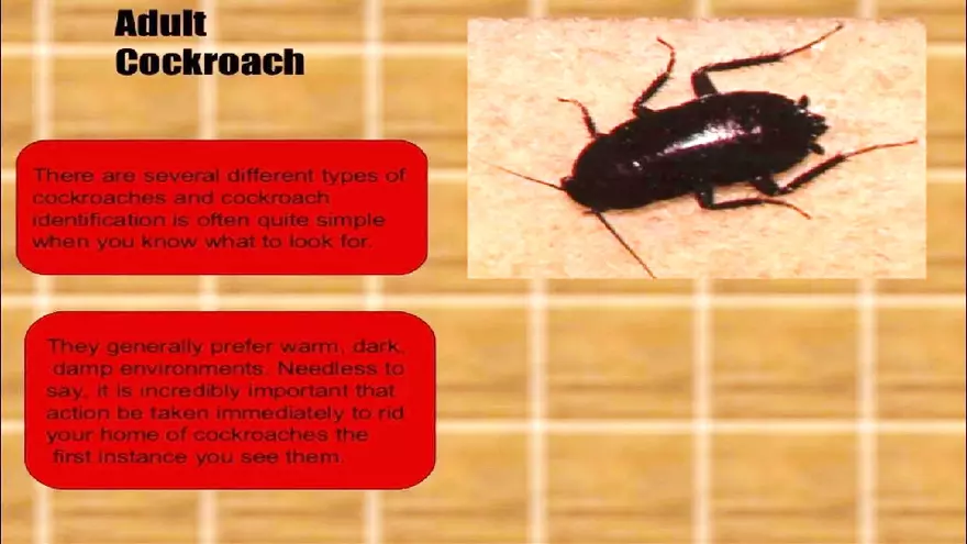 Life Cycle of Cockroach - Page 5