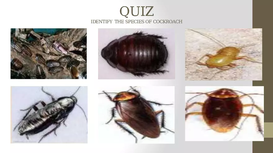 Life Cycle of Cockroach - Page 6