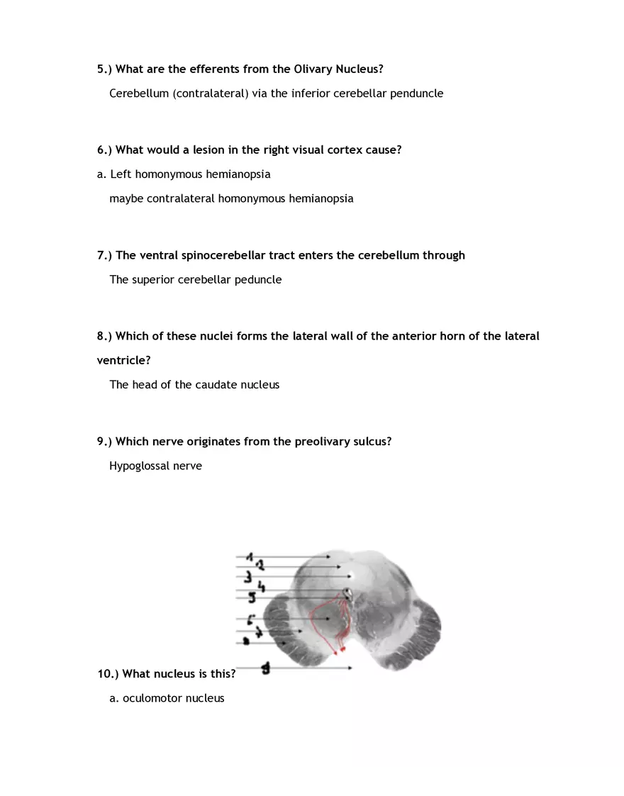 Which of the Following Cranial Nerve Mediates the Corneal Reflex - Page 4