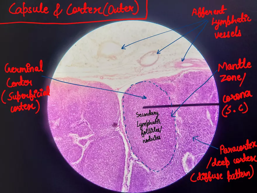Spleen Histology Slide - Page 2