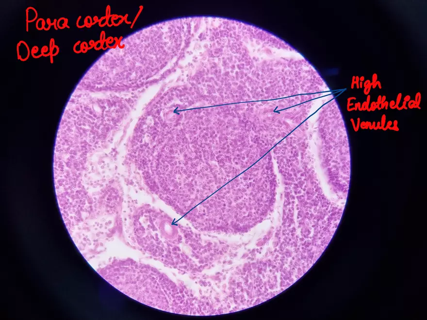 Spleen Histology Slide - Page 3
