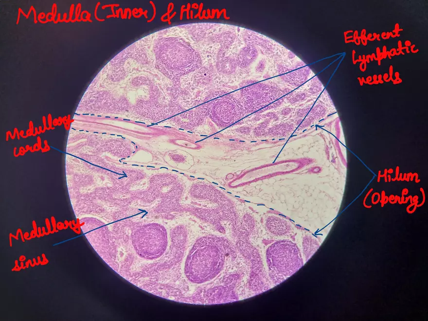 Spleen Histology Slide - Page 4