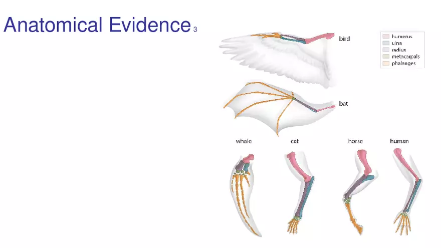 Lab 10 - Evolution - Page 14