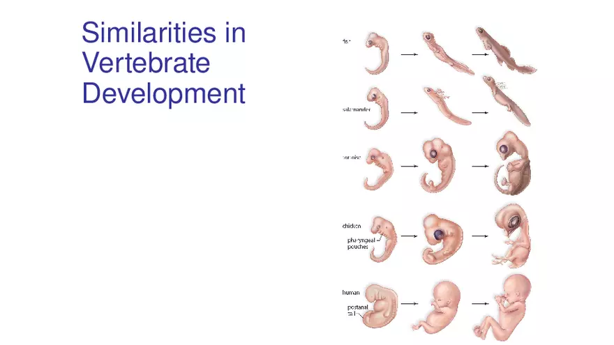 Lab 10 - Evolution - Page 15