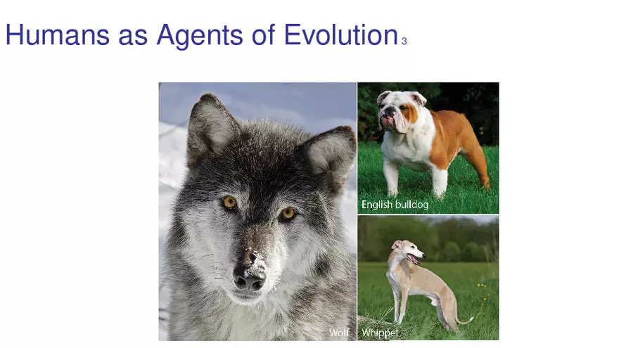 Lab 10 - Evolution - Page 20