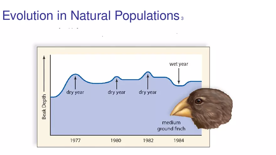 Lab 10 - Evolution - Page 23