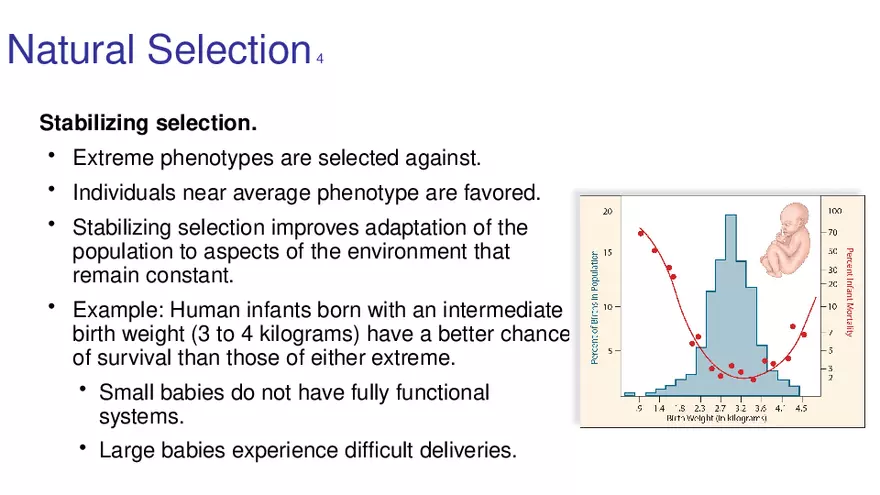 Lab 10 - Evolution - Page 42