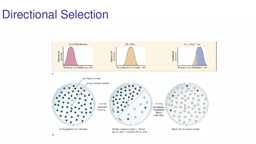 Lab 10 - Evolution - Page 44