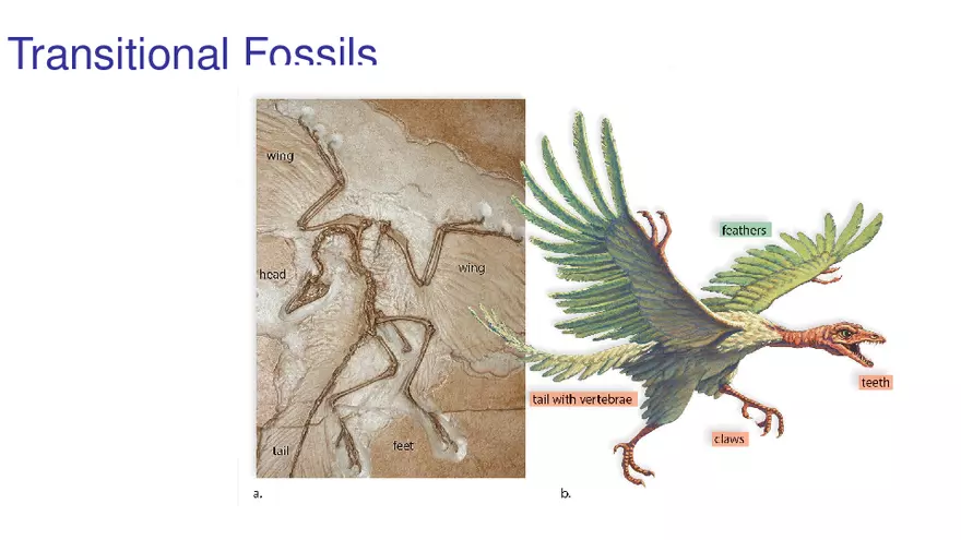 Lab 10 - Evolution - Page 51