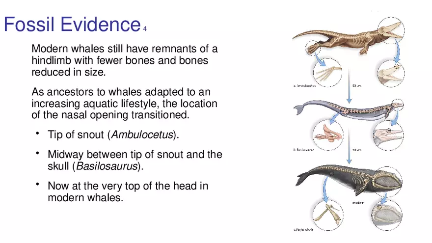 Lab 10 - Evolution - Page 53