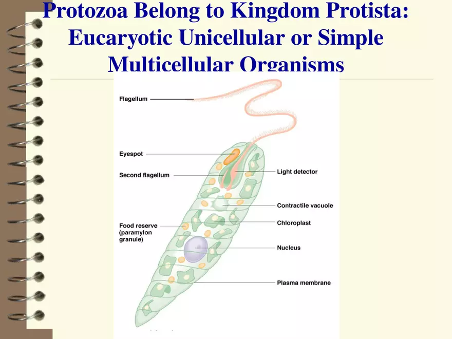Diversity of Microorganisms Protozoa - Page 3