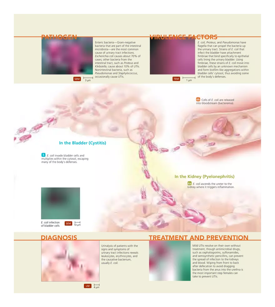 Microbial Diseases of the Urinary and Reproductive Systems - Page 25