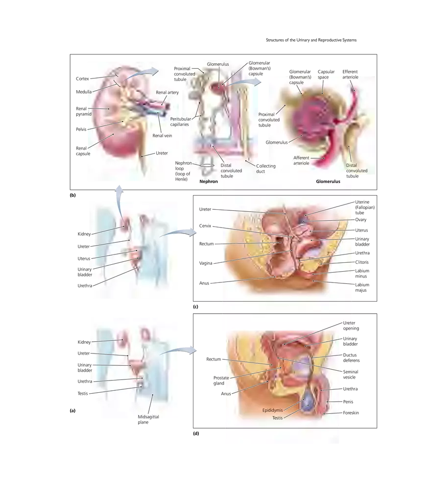 Microbial Diseases of the Urinary and Reproductive Systems - Page 2
