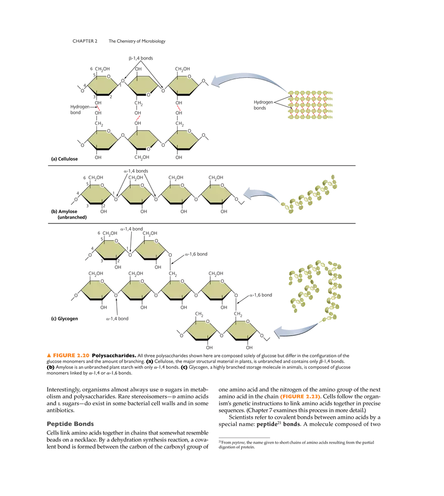 The Chemistry of Microbiology - Page 11