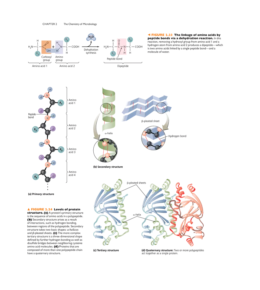 The Chemistry of Microbiology - Page 14