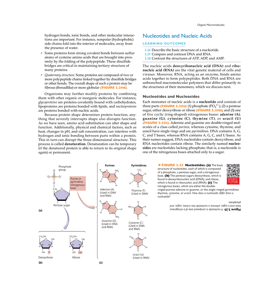 The Chemistry of Microbiology - Page 15