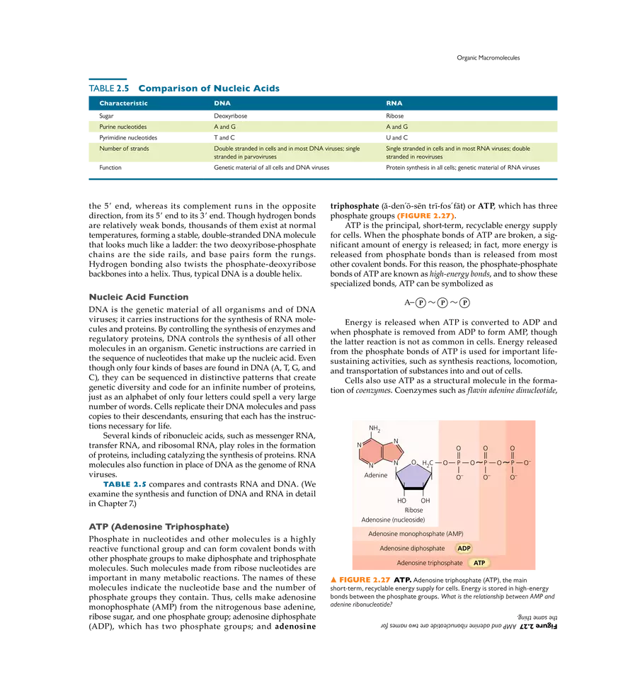 The Chemistry of Microbiology - Page 17