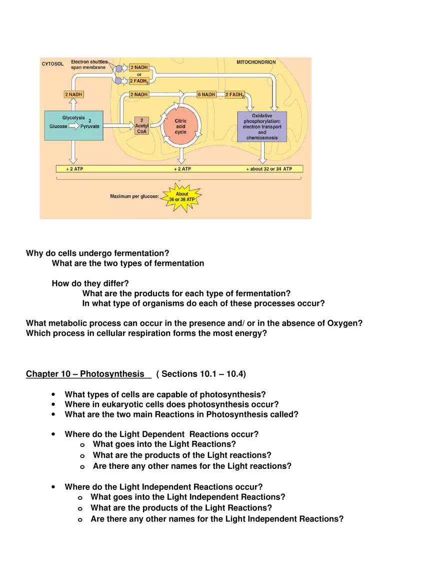 Review Sheet for Biology Exam 3 - Page 2
