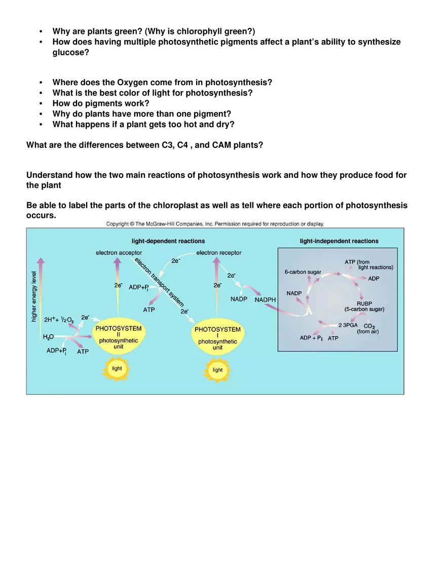 Review Sheet for Biology Exam 3 - Page 3