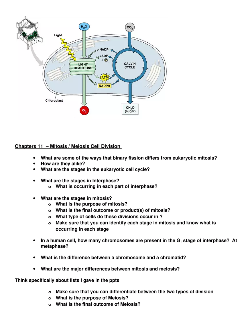 Review Sheet for Biology Exam 3 - Page 4