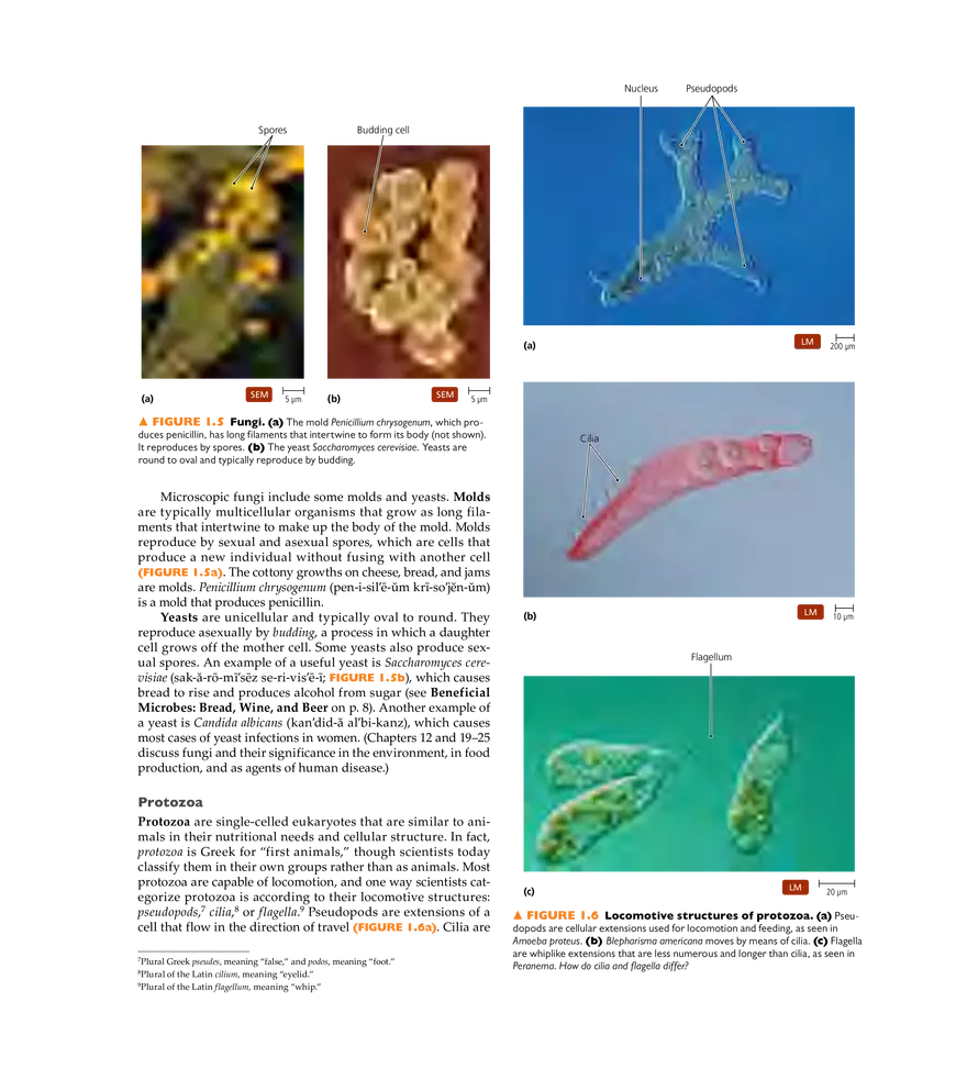 A Brief History of Microbiology - Page 19