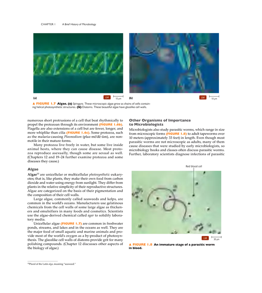 A Brief History of Microbiology - Page 20