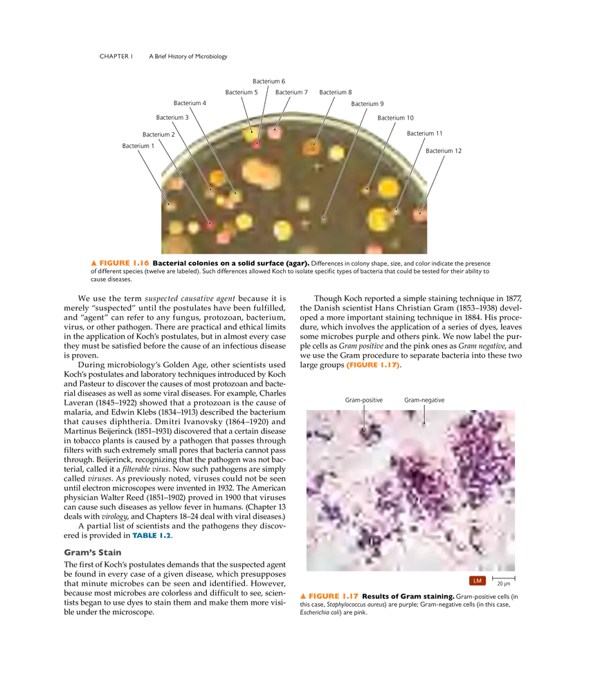 A Brief History of Microbiology - Page 5