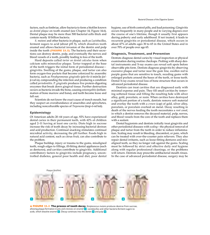 Microbial Diseases of the Digestive System - Page 24