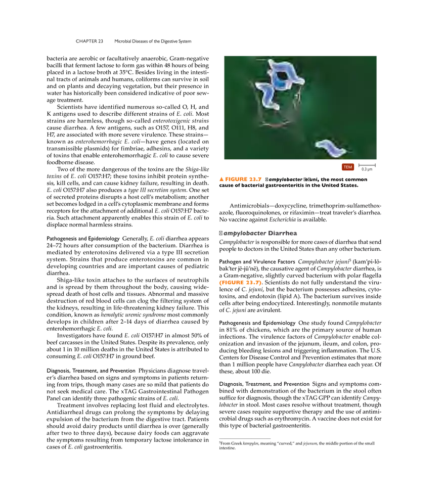 Microbial Diseases of the Digestive System - Page 36