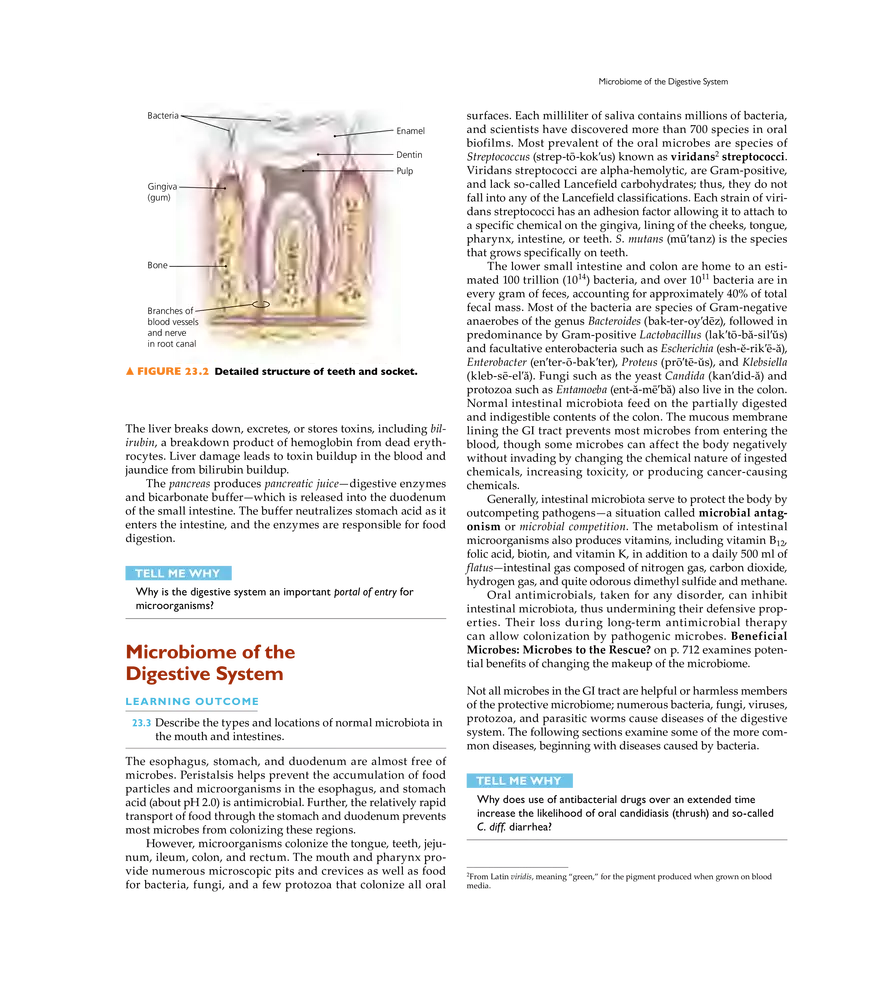 Microbial Diseases of the Digestive System - Page 2