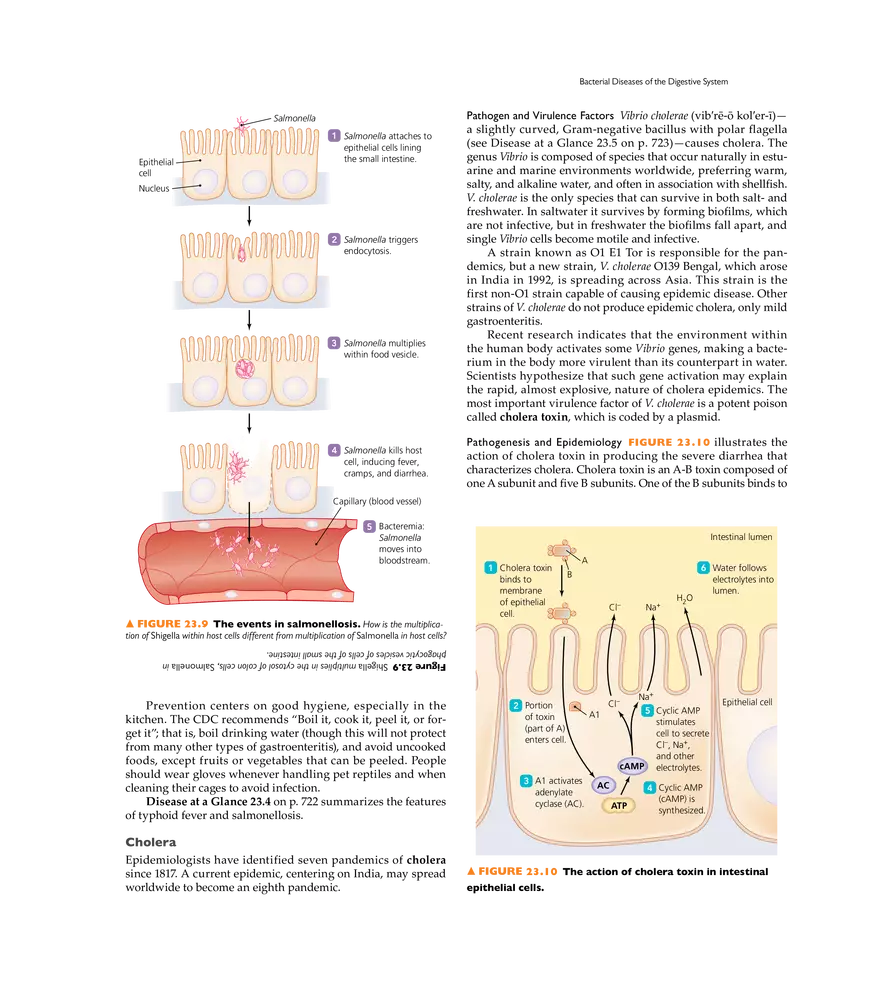 Microbial Diseases of the Digestive System - Page 4